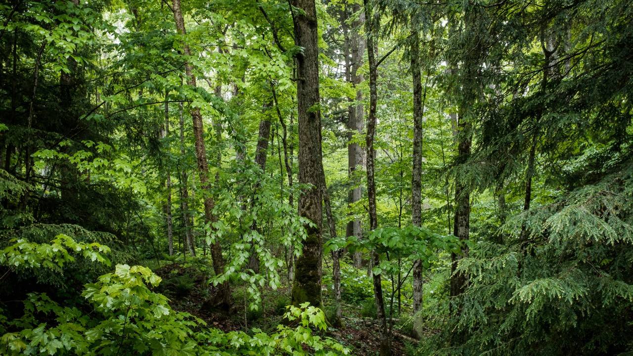 A Forest in My Backyard Sure, Why Not