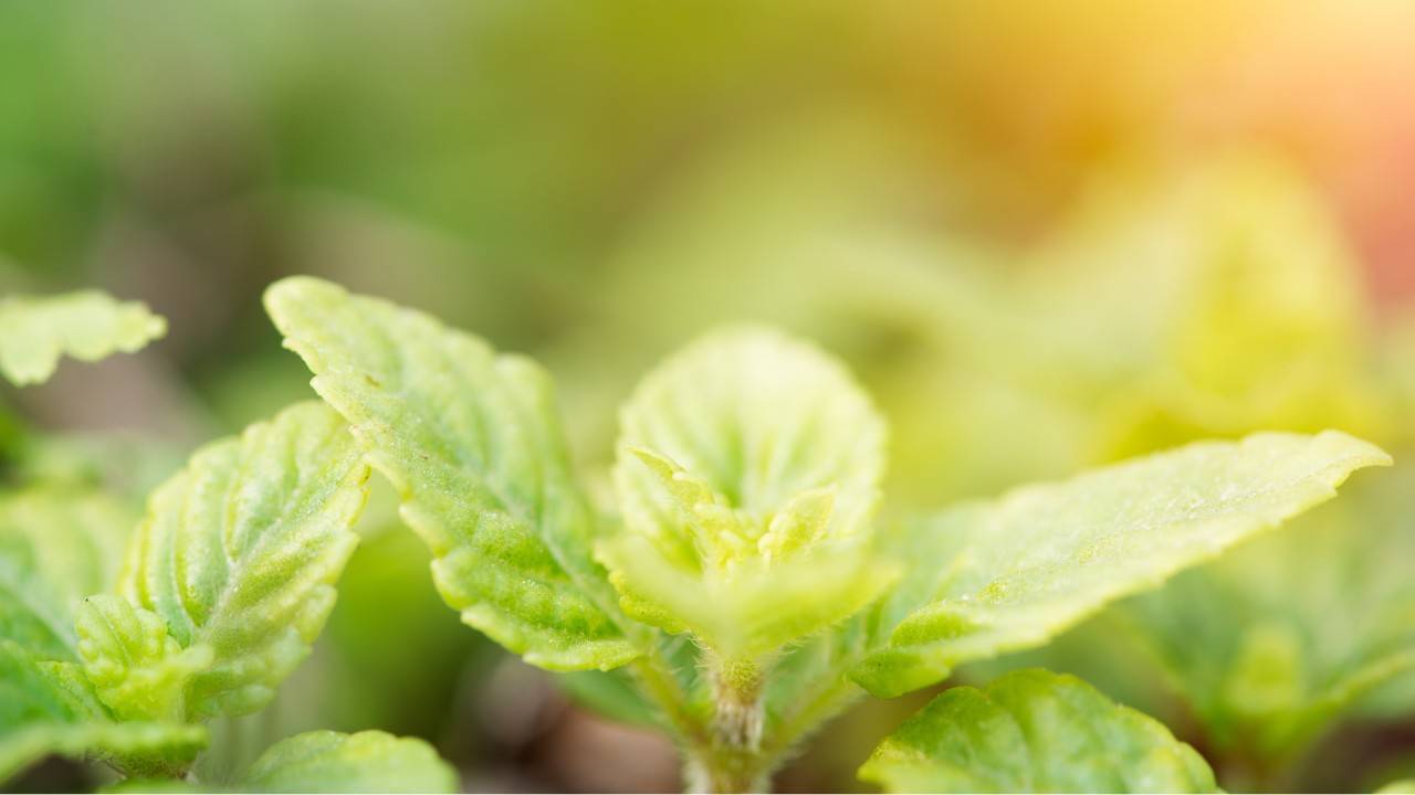 A New Solar Energy Solution Inspired By Plants