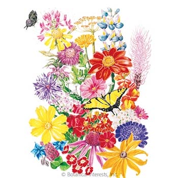 A bunch of Bring Home the Butterflies Flower Mix Seeds