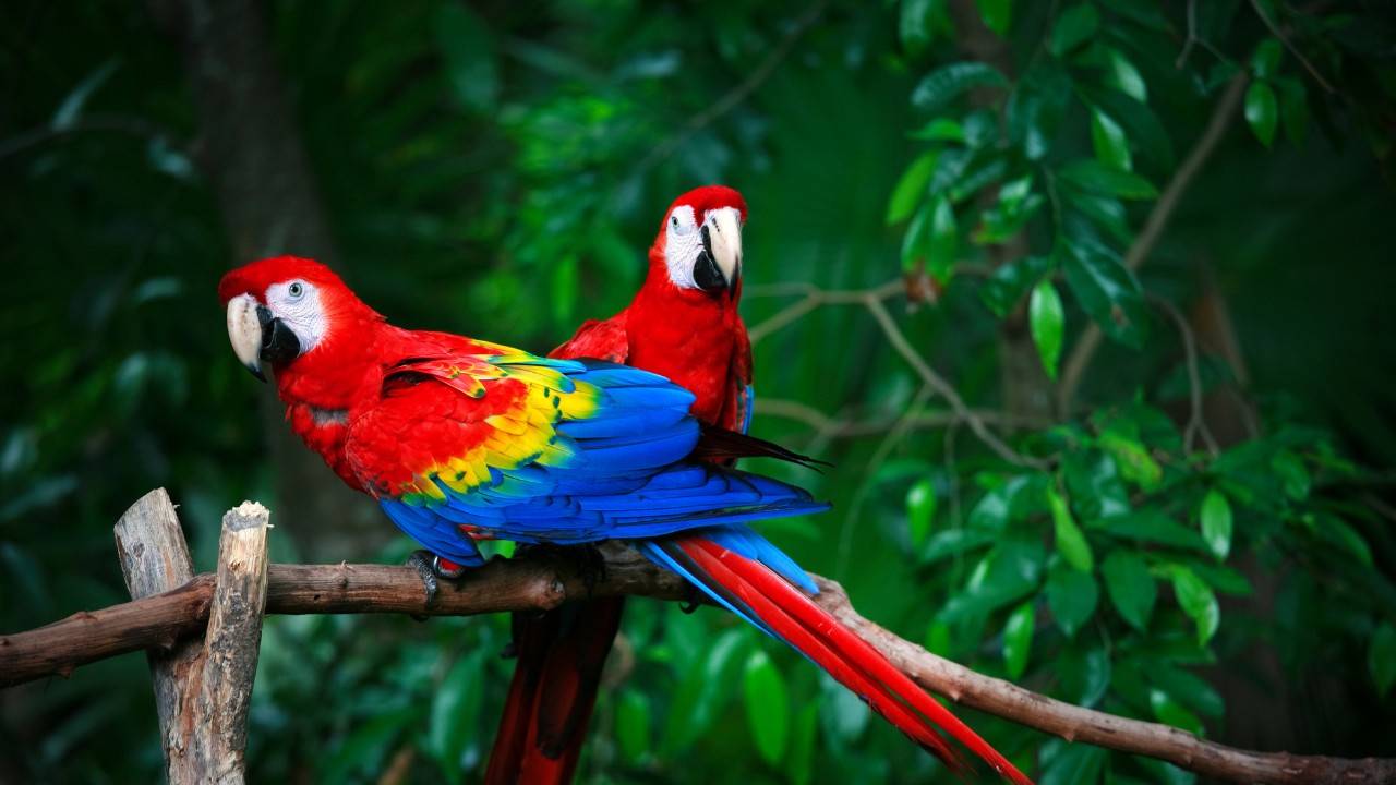 AI & Acoustics Revitalizing Tropical Forests Biodiversity