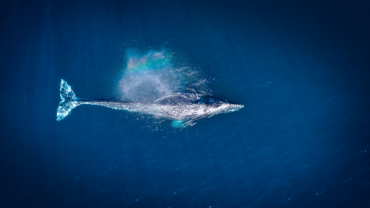 Pandemic Brings Welcome Silence For Alaskan Whales