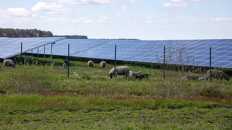 Featured image for Alberta Research Reveals Solar Farms Dual Role in Agriculture article