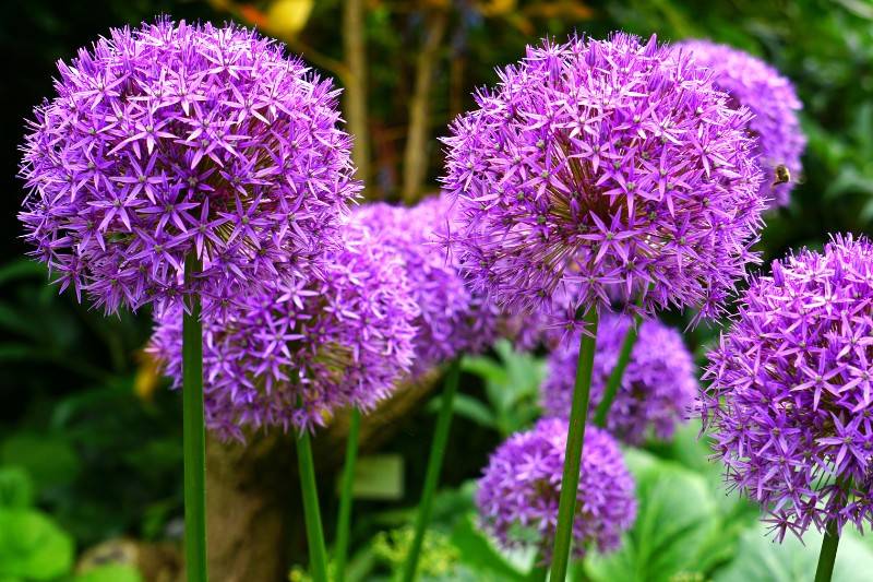 Allium - plants that repel bugs mosquitoes