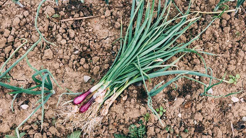 Alliums - onions