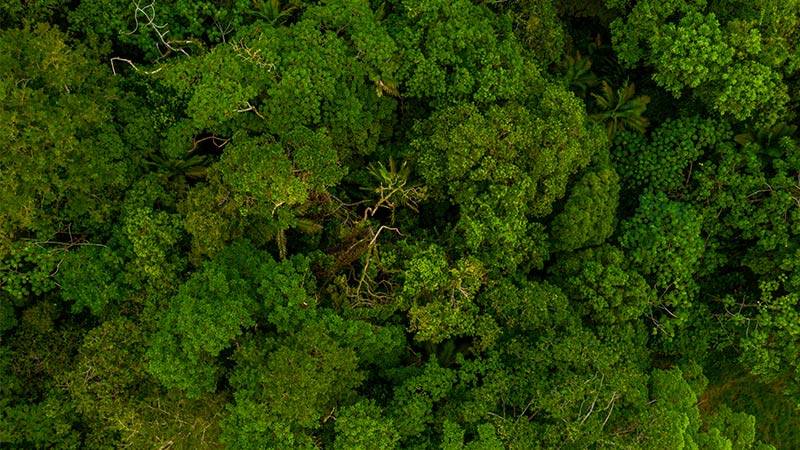 Amazon Deforestation Halves in Brazil, Hits Five-Year Record Low