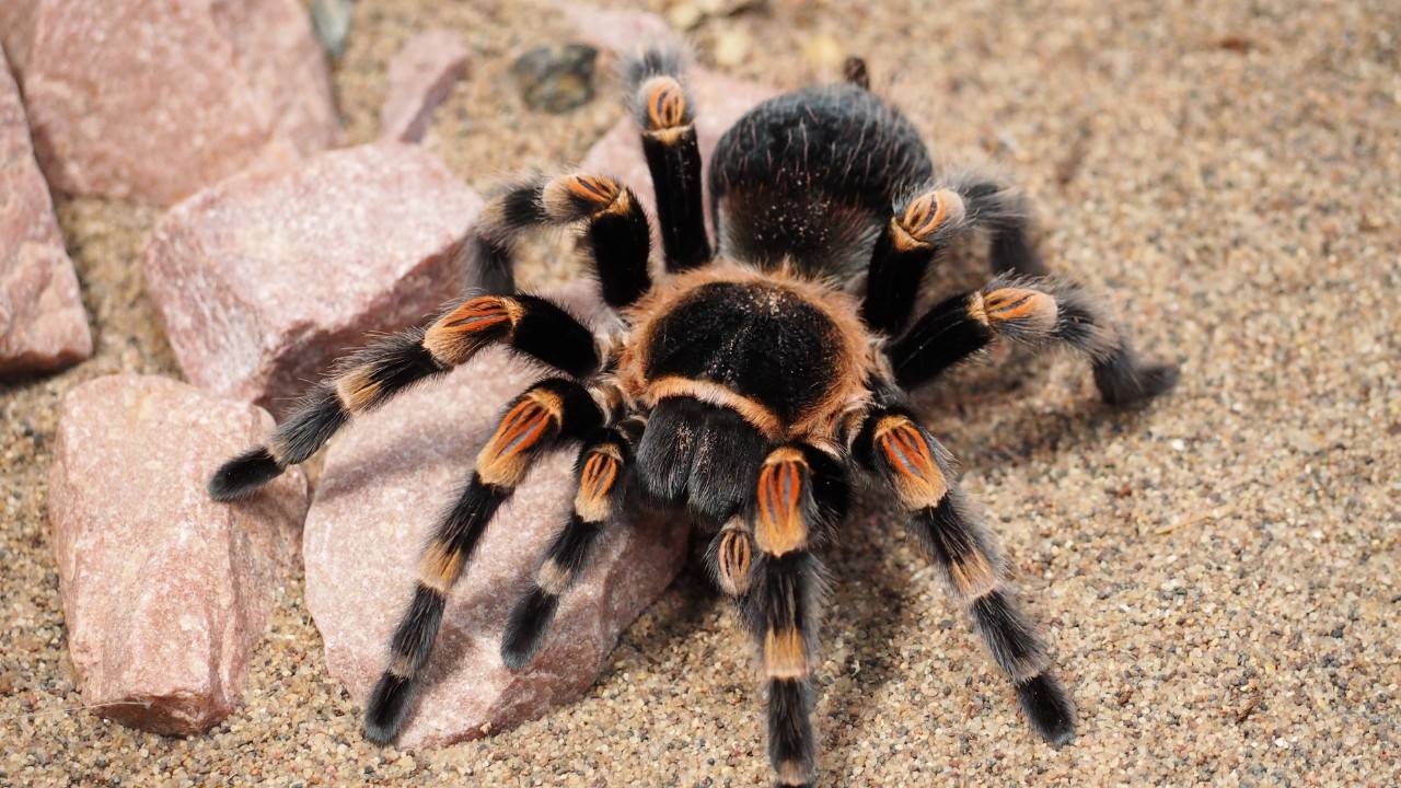 An Endangered Spider Returns To The UK