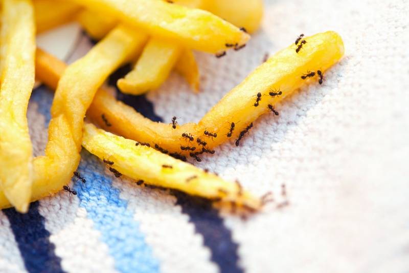 Ants eating french fries