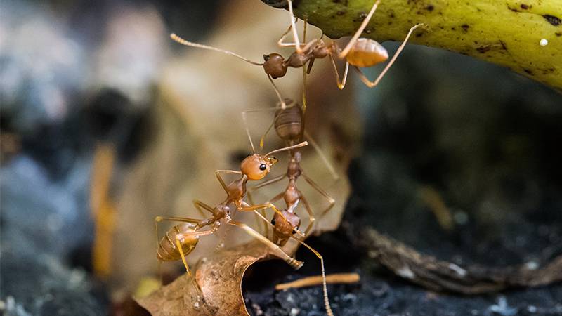 Ants in compost