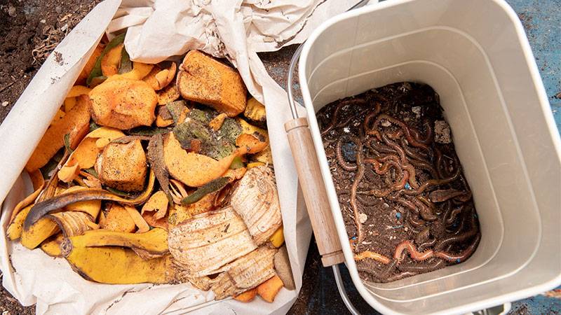 Are Citrus Peels Safe for Worm Composting