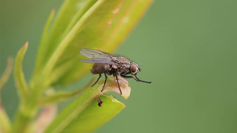 Are flies in compost good or bad