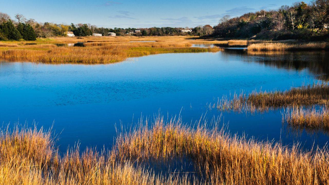 Artificial Salt Marshes Essential for Coastal Flood Defenses