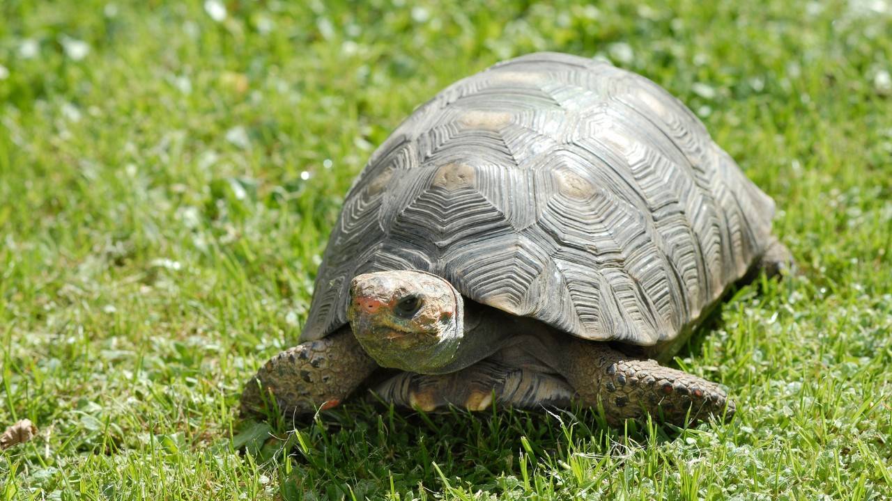 Asian Turtle Program Makes Unexpected Discovery
