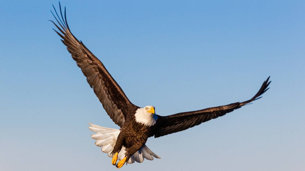 Bald Eagles No Longer Endangered In Indiana