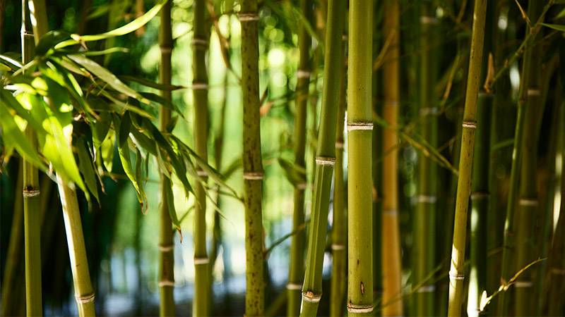 Bamboo Revolution in Pakistan's Floodproof Housing