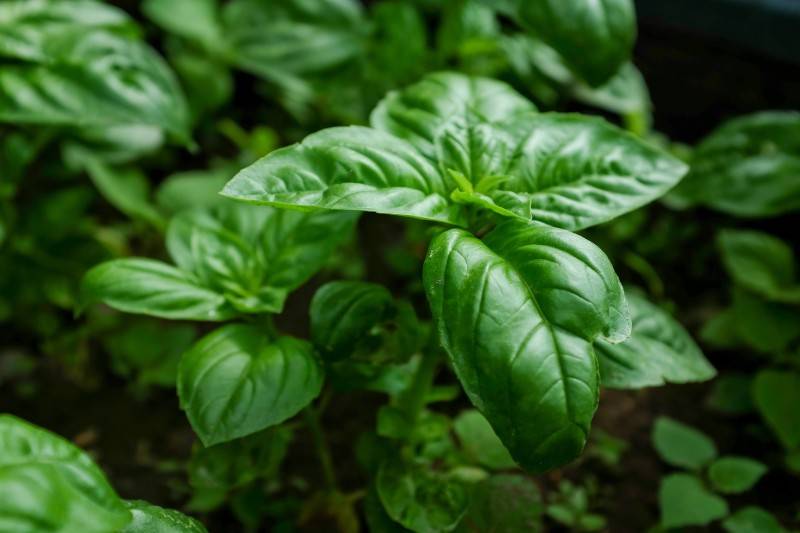 Basil - plants that repel bugs mosquitoes