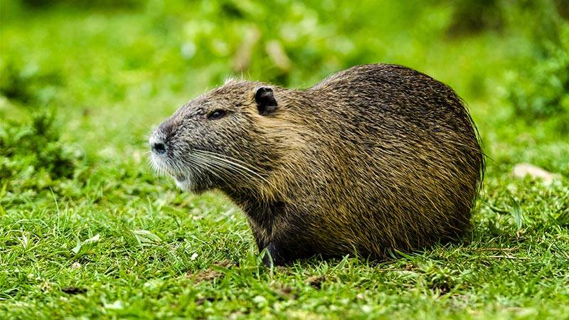 Beavers Enlisted to Combat Drought in B.C.'s Dehydrating Rivers