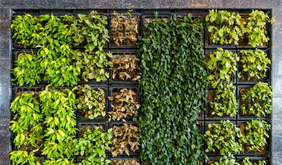 Benefits of Vertical Gardening