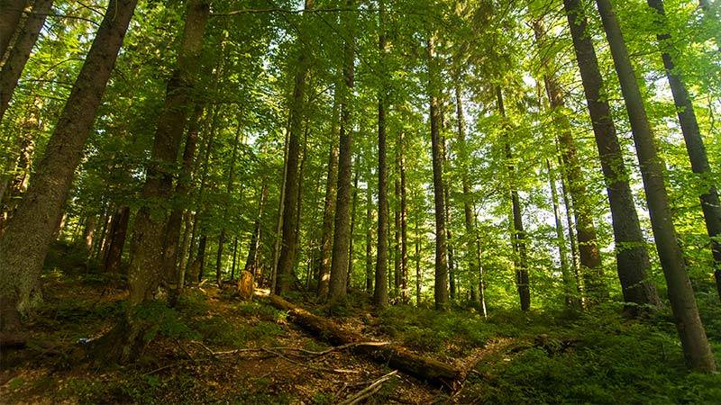 Biden Administration Champions Old-Growth Forest Protection