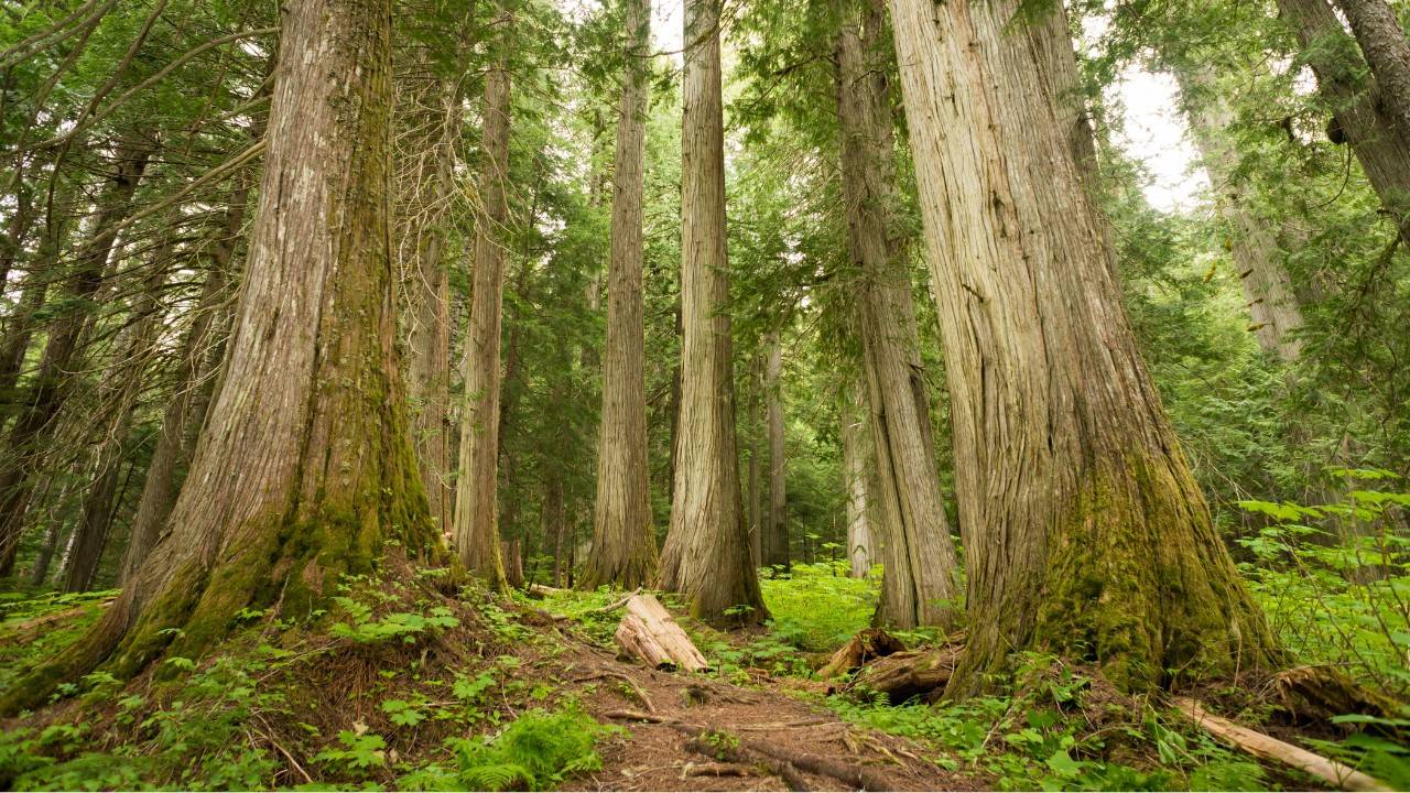 Biden's Plan to Protect Ancient Trees Bolsters Climate Fight