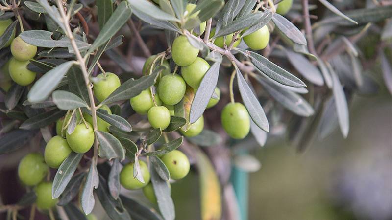 Biodiversity and Sustainable Farming