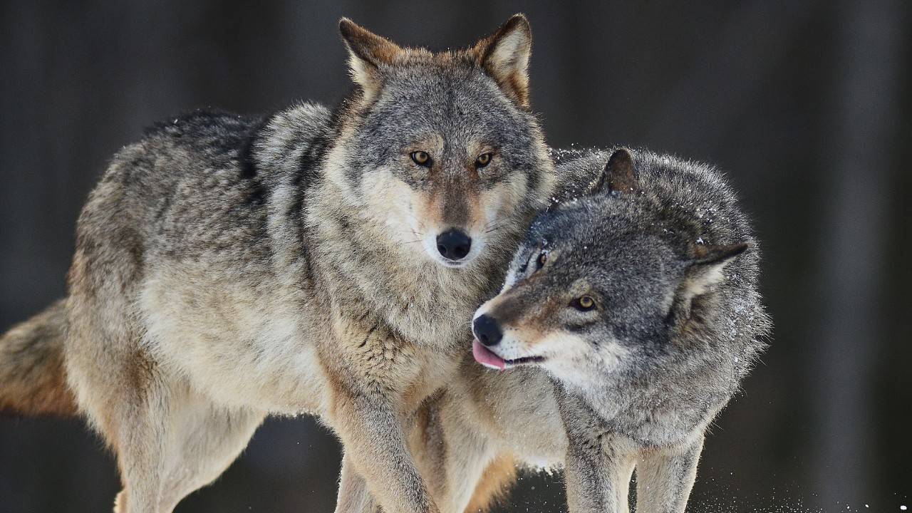 Biologists Counting Mexican Gray Wolves In The Rugged Southwest Mountains