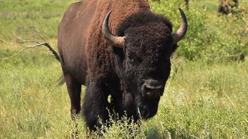 Bison Grazing Revives American Prairie Ecosystems