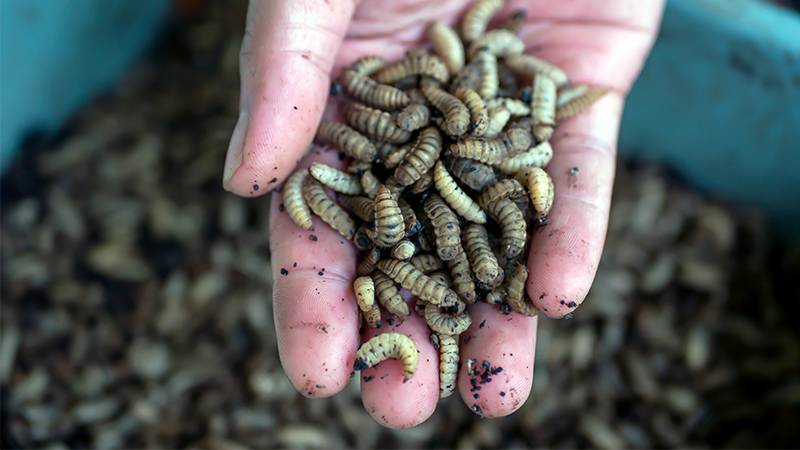 black soldier fly larvae maggots in compost