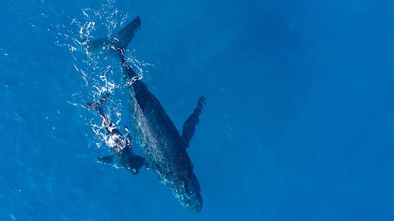 Blue Whales Find New Refuge in the Indian Ocean