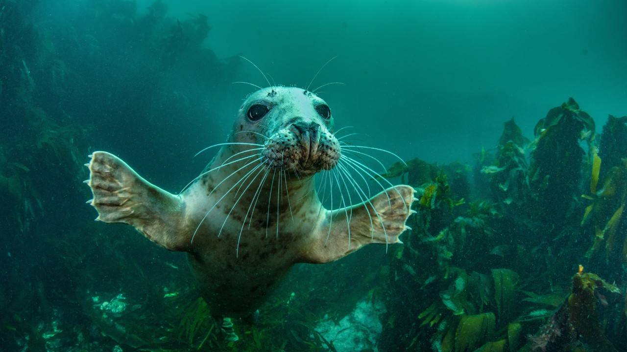 Boost for US Coastal Resilience and Wildlife