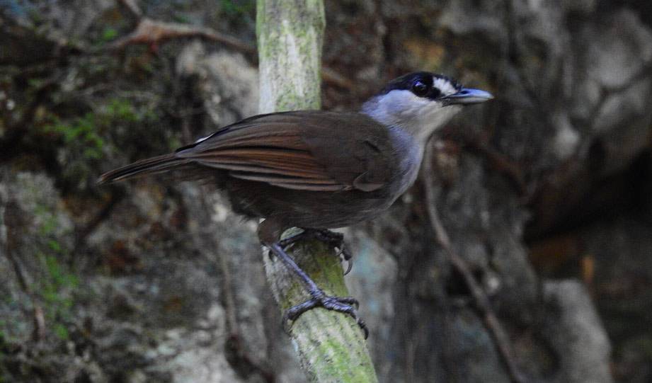 Borneo’s Rainforests See the Return of Black-Browed Babbler of Indonesia