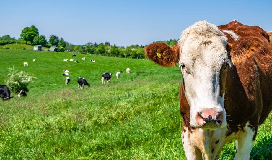 Brazilian Farmer Proves Ranching Can Regenerate the Cerrado