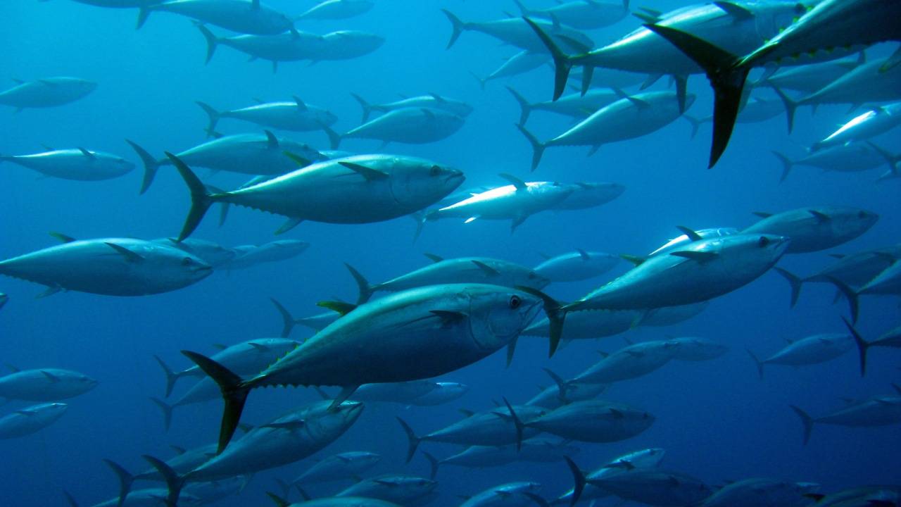 Breakthrough Agreement For Indian Ocean Fishing Restrictions