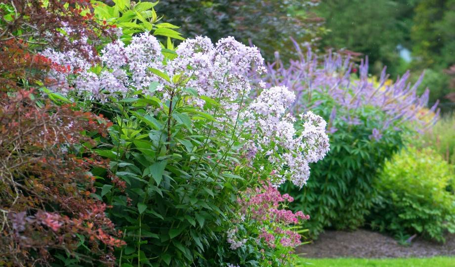 Building Your Rain Garden