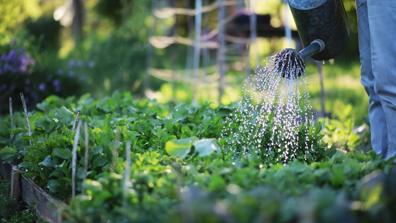 California Farmer Develops Urban Farmland From Reclaimed Land and Water