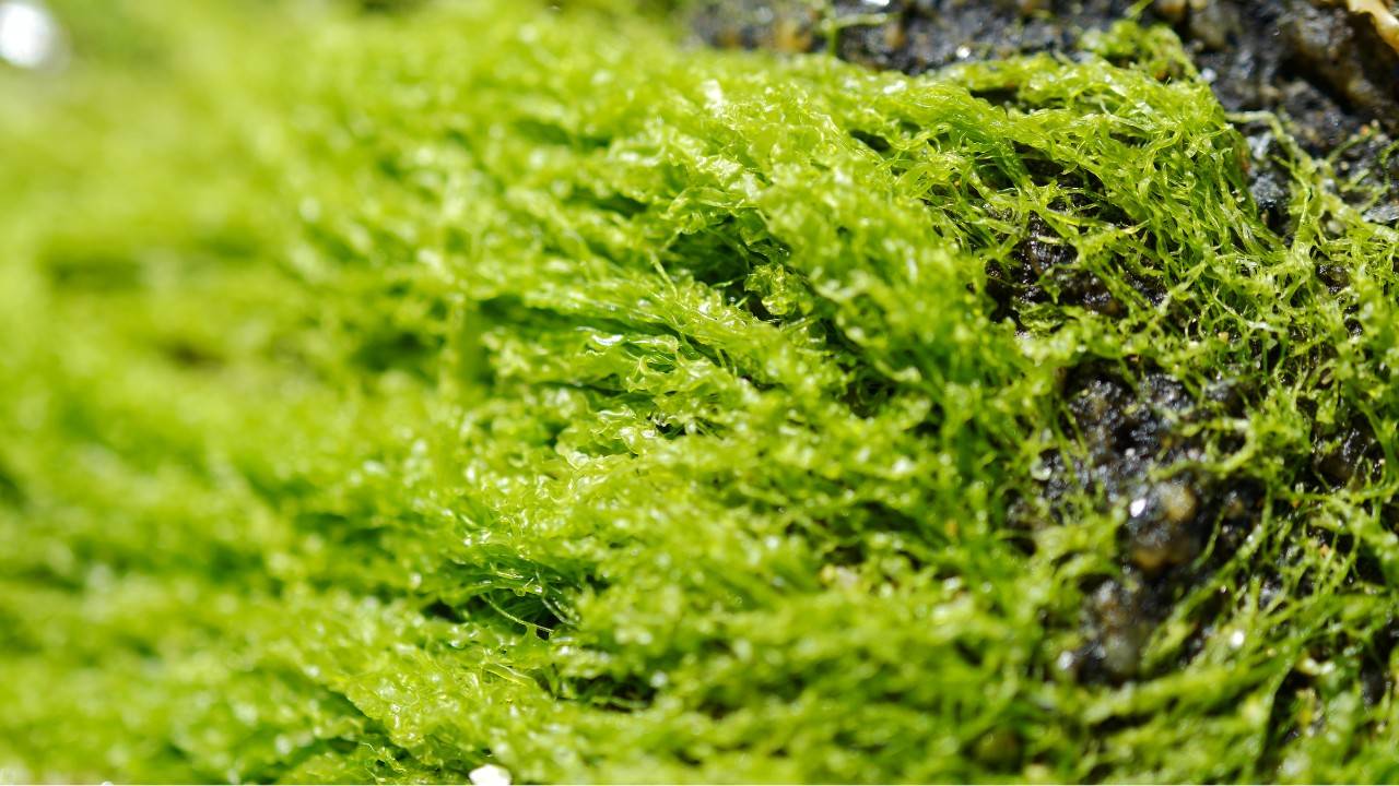 Can Algae Be The Sustainable Superfood on Your Plate?