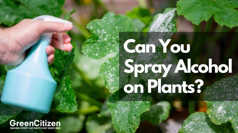 Can You Spray Alcohol on Plants