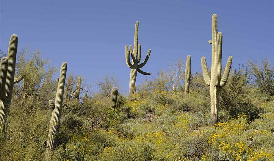 Saguaro cactus