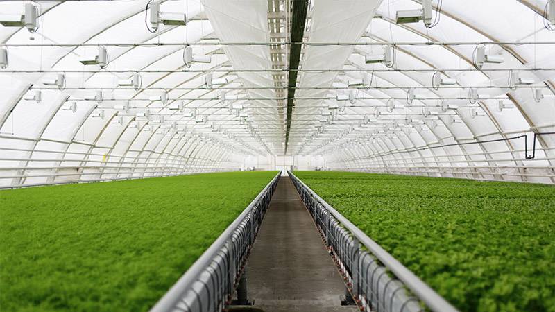 Can You Do Aquaponics in a Greenhouse