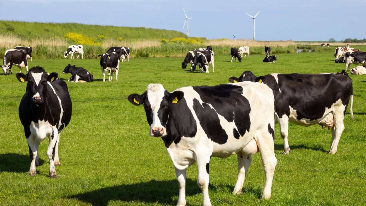 Canada Launches Incentives for Reducing Cattle Farm Methane Emissions