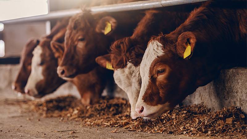 Carbon-Negative Cattle Farm in Queensland Achieves Record Credit Units