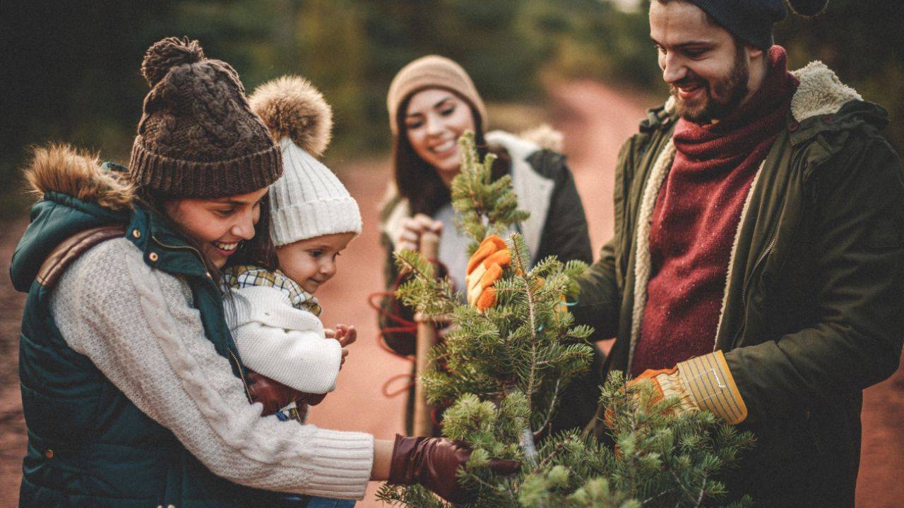 Care for Living Christmas Tree