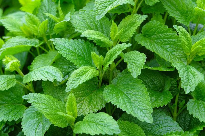 Catnip - plants that repel bugs mosquitoes