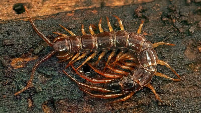 Centipede unwanted compost dweller