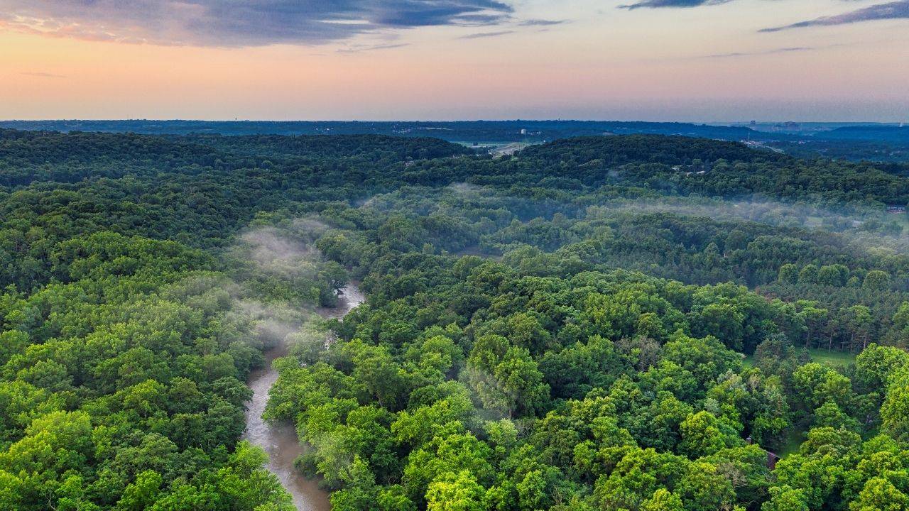 Plant Belgium-Sized Forests