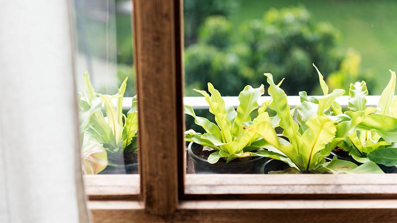 Choosing the Right Location for Your Window Box