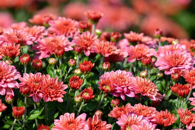 Chrysanthemums - plants that repel bugs mosquitoes