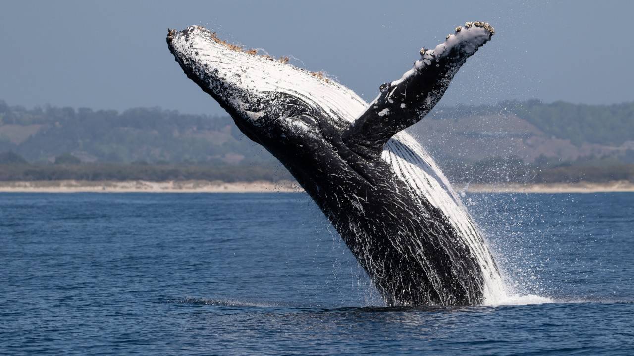 Climate Action Through Whale Populations