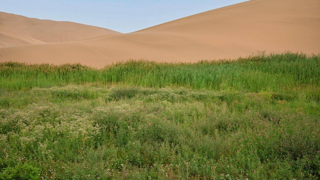 Climate Defense With Native Arabic Saxaul Tree