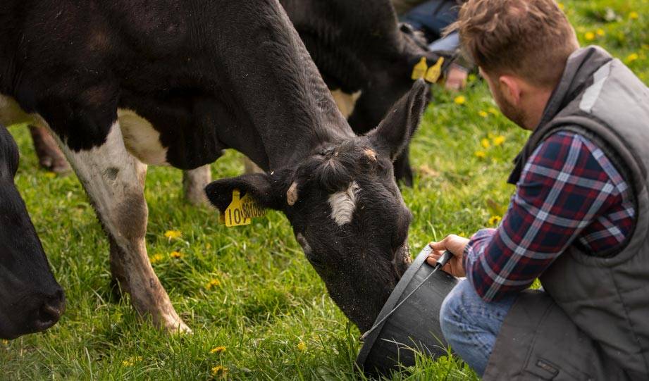 Climate-Friendly Snack For Cows