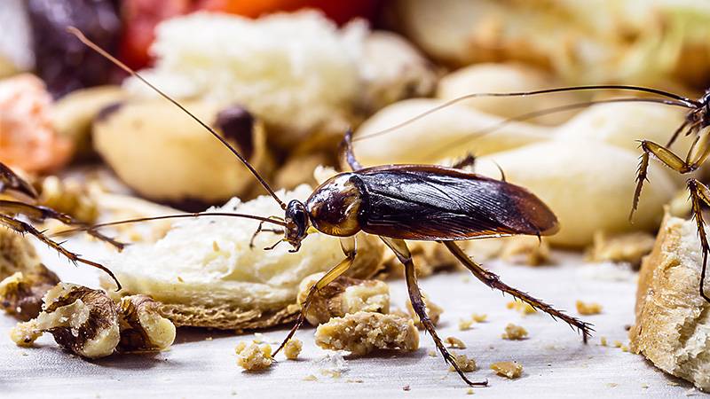 Cockroach bad bug in compost